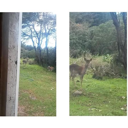 La Baia Βίλα Porto Conte Εξωτερικό φωτογραφία